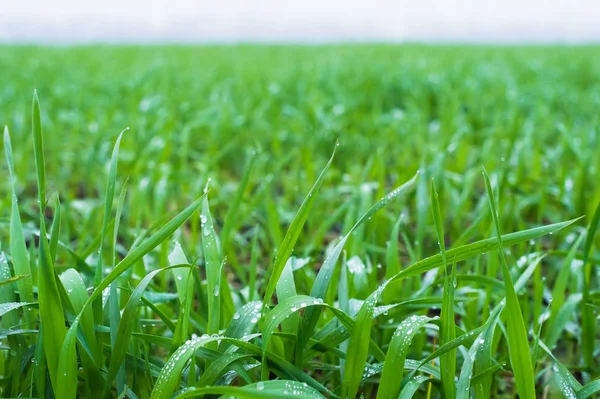 Premier plán-zöld levelek fiatal búza tavaszi búza mezőben. Közeli kép: reggeli harmat elhagyja a búza levelek — Stock Fotó