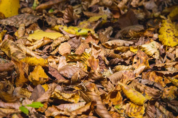 Abstrakt bakgrunn av gule blader av høsteik ligger sammenkrøllet på bakken. Myk fokus på ekte skog. Foliage av habitat – stockfoto