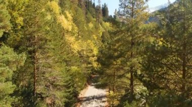 Sonbahar-yaz döneminde kozalaklı ormanın tepelerinde ve ağaçlarının arasında uçmak. Güneşli bir günde vahşi orman yolu olan güzel dağ geçidi.