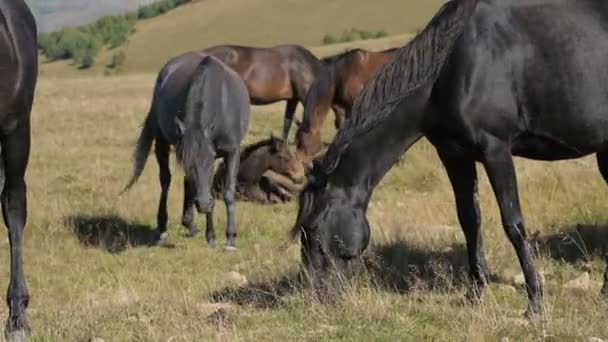 Egy csapat ló legel egy alpesi legelőn. Felnőtt lovak és csikók csordája egy napsütéses napon — Stock videók