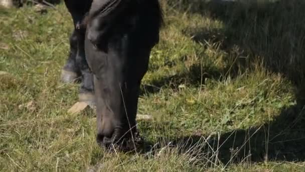 A black domestic horse grazes in a mountain meadow on a sunny autumn day. Horse farm concept. Close-up of horse muzzle plucking grass in the meadow — Stock Video