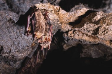 A wild some bats hangs in a dream on the ceiling of a stone cave. Little bats in the North Caucasus clipart