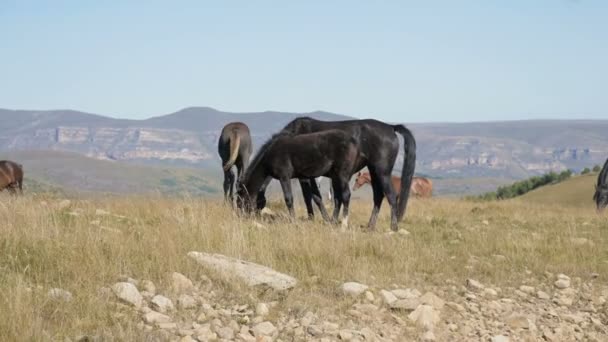 高山の牧草地に放牧された馬のグループ。晴れた日には大人の馬や馬の群れ — ストック動画