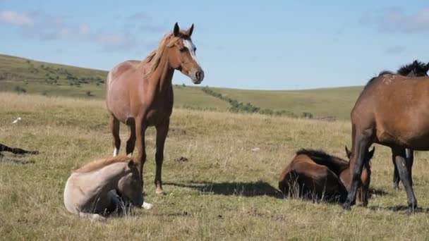 高山の牧草地に放牧された馬のグループ。晴れた日には大人の馬や馬の群れ — ストック動画