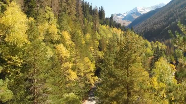 가을철에는 침엽수림의 꼭대기와 나무들 사이를 날아 다닙니다. 맑은 날 숲 속 도로가 펼쳐져 있는 아름다운 산봉우리 — 비디오