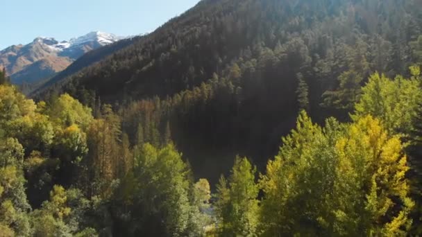 Πετώντας πάνω από τις κορυφές και ανάμεσα στα δέντρα του κωνοφόρου δάσους κατά την φθινοπωρινή-καλοκαιρινή περίοδο. Αεροφωτογραφία Όμορφο ορεινό φαράγγι με άγριο δασικό ποτάμι μια ηλιόλουστη μέρα — Αρχείο Βίντεο
