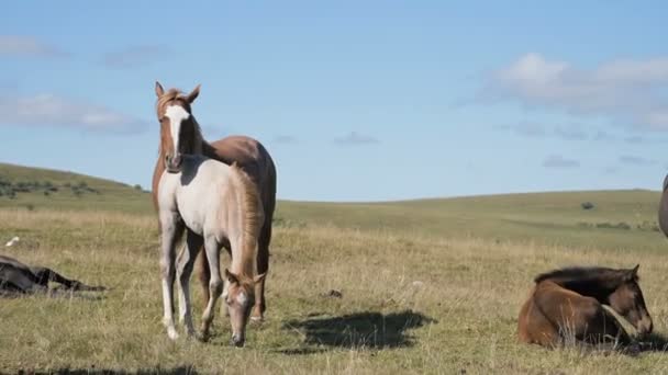 Un cheval brun broute dans une prairie alpine entourée de son troupeau de petits poulains. La ferme. Élevage 