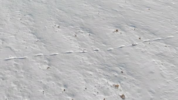 Vista aérea superior de um campo nevado com traços desconhecidos na neve. Inverno andar fundo abertura quadro 4k — Vídeo de Stock