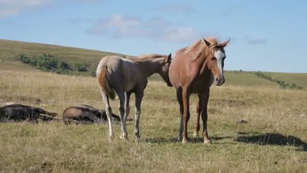 Un caballo marrón roza en un prado alpino rodeado por su rebaño con potros pequeños. La granja. Cría de caballos — Vídeos de Stock