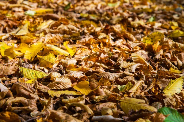 Der abstrakte Hintergrund gelber Herbsteichenblätter liegt zusammengerollt auf dem Boden. Weicher Fokus echter Wald. Lebensraum Laub — Stockfoto
