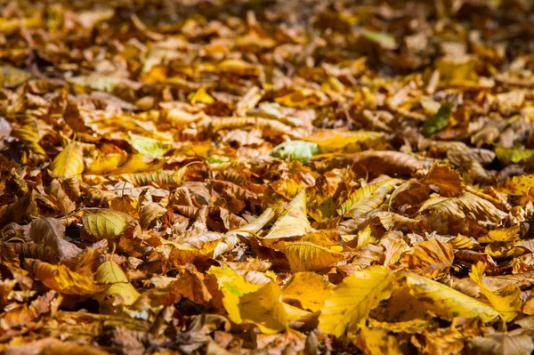 Sarı sonbahar meşe yapraklarının soyut arkaplanı yere kıvrılmış yatar. Yumuşak odaklı gerçek orman. Yaşam alanı yeşilliği — Stok fotoğraf