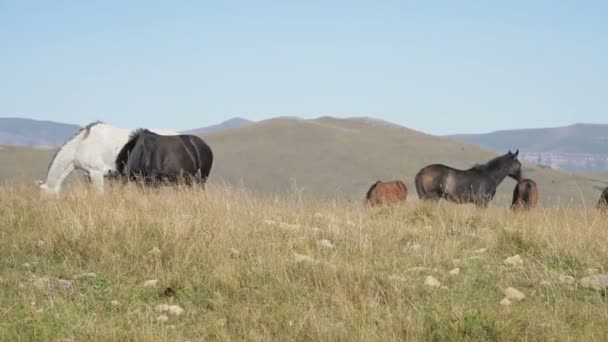 Um grupo de cavalos pastam em um pasto alpino. Rebanho de cavalos adultos e potros em um dia ensolarado — Vídeo de Stock