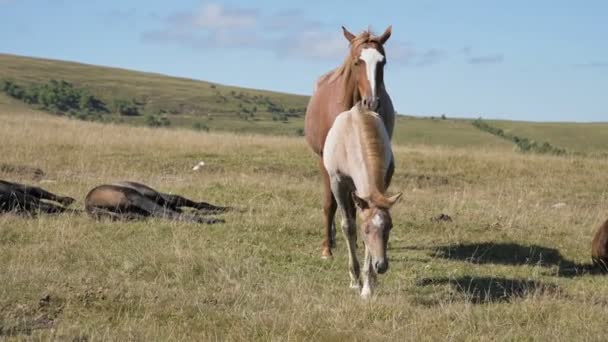 Um cavalo marrom pastoreia em um prado alpino cercado por seu rebanho com pequenos potros. A quinta. Criação de cavalos — Vídeo de Stock