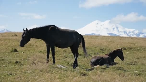 Ein wild grasendes schwarzes Pferd und schwarzes Fohlen auf einer Alpweide des Nordkaukasus. Bergbaukonzept — Stockvideo