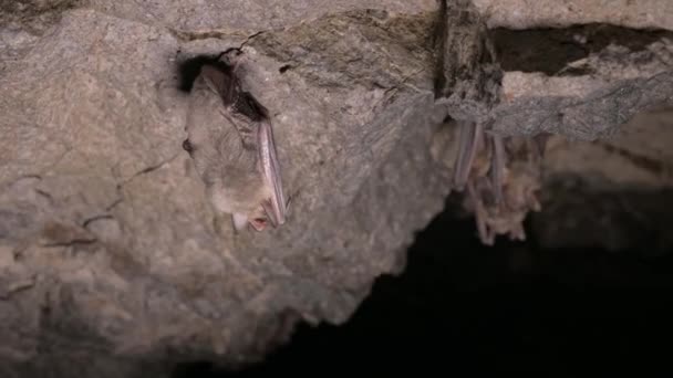 깊은 동굴에서의 실증 학적 조사. 작은 갈색 박쥐 무리 가 동굴 천장에서 잠을 자고 있다. 자연 환경에서의 야생 박쥐 4K — 비디오