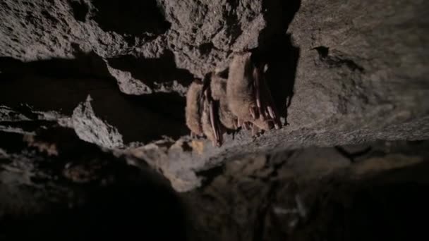 Levantamentos espeleológicos em uma caverna profunda. Um grupo de pequenos morcegos marrons está dormindo no teto da caverna. Morcegos selvagens no ambiente natural 4k — Vídeo de Stock