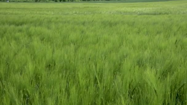 Campo di bella segale primaverile e primo piano di grano verde per l'industria verde. erba ondeggia nel vento 4k — Video Stock