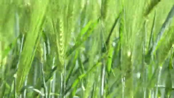 Close-up Campo de belo centeio primavera e trigo verde closeup para a indústria verde. grama balança no vento 4k — Vídeo de Stock