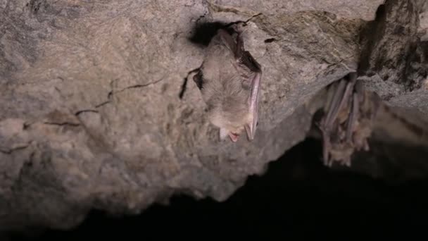 Badania speleologiczne w głębokiej jaskini. Grupa małych brązowych nietoperzy śpi na suficie jaskini. Dzikie nietoperze w środowisku naturalnym 4k — Wideo stockowe