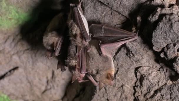 Estudios espeleológicos en una cueva profunda. Un grupo de pequeños murciélagos marrones están durmiendo en el techo de la cueva. Murciélagos salvajes en el entorno natural 4k — Vídeo de stock