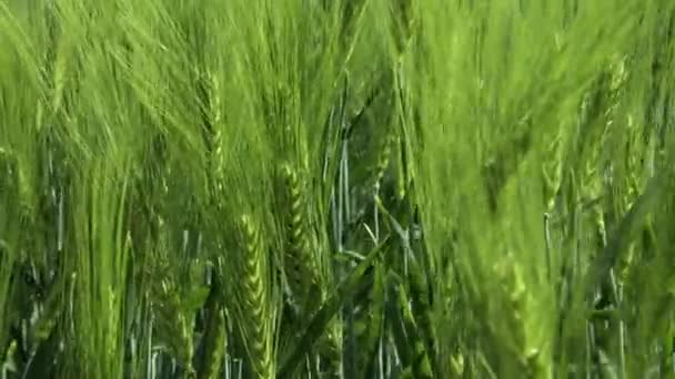 Gros plan Champ de seigle de printemps et de blé vert pour l'industrie verte. balancement de l'herbe dans le vent 4k — Video