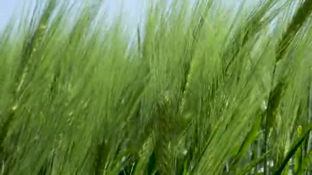 Close-up Pole piękne wiosenne żyto i zielone pszenicy zbliżenie dla przemysłu ekologicznego. trawa kołysze się na wietrze 4k — Wideo stockowe