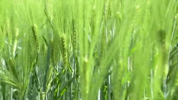 Primo piano Campo di bella segale primaverile e primo piano di grano verde per l'industria verde. erba ondeggia nel vento 4k — Video Stock