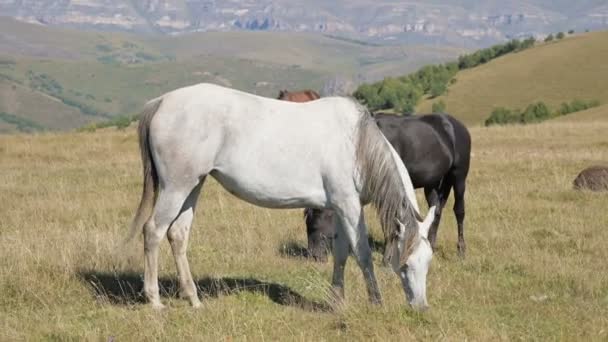 Eine Gruppe Pferde weidet auf einer Alm. Herde ausgewachsener Pferde und Fohlen an einem sonnigen Tag — Stockvideo