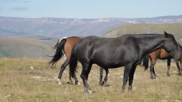 Ένα μαύρο οικιακό άλογο βόσκει σε ένα ορεινό λιβάδι μια ηλιόλουστη φθινοπωρινή μέρα. Έννοια ιππασίας εκμετάλλευσης — Αρχείο Βίντεο