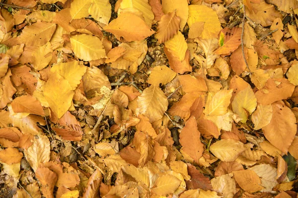 Der abstrakte Hintergrund gelber Herbsteichenblätter liegt zusammengerollt auf dem Boden. Weicher Fokus echter Wald. Lebensraum Laub — Stockfoto