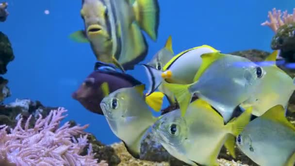 魚水族館。水族館の水族館で美しい魚の水泳。カラスミや藻類の石でいっぱいのカラフルな水族館。サンゴ礁の美しい捕獲魚 — ストック動画