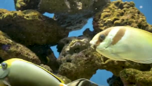 Рибний акваріум. Красива риба плаває в акваріумі. Барвистий акваріум, наповнений камінням карала і водоростей. Риф красива невідома риба — стокове відео