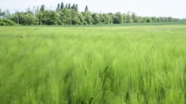 Yeşil sanayi için güzel bir bahar çavdarı ve yeşil buğday tarlası. Rüzgarda sallanan çimenler 4k