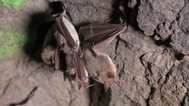 Estudios espeleológicos en una cueva profunda. Un grupo de pequeños murciélagos marrones están durmiendo en el techo de la cueva. Murciélagos salvajes en el entorno natural 4k — Vídeo de stock