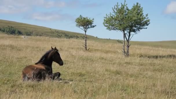 Ein braunes kleines Fohlen-Pferdefohlen liegt umgeben von einer Almwiese. Der Bauernhof. Pferdezucht — Stockvideo