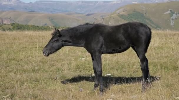 Ένα μαύρο μικρό πουλάρι άλογο βόσκει σε ένα αλπικό λιβάδι που περιβάλλεται. Στη φάρμα. Εκτροφή αλόγων — Αρχείο Βίντεο