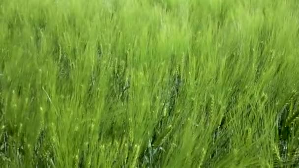 Primer plano Campo de hermoso centeno de primavera y primer plano de trigo verde para la industria verde. hierba se balancea en el viento 4k — Vídeos de Stock