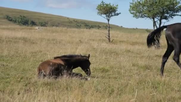 갈색 말은 작은 새끼들을 데리고 고산 지대의 초원에서 풀을 뜯고 있습니다. 농장. 말의 번식 — 비디오
