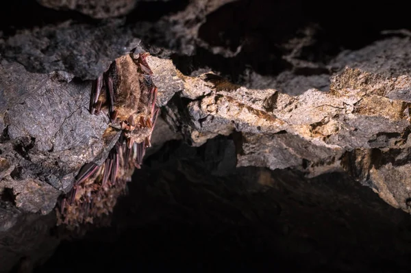 Um selvagem alguns morcegos paira em um sonho no teto de uma caverna de pedra. Pequenos morcegos no Cáucaso do Norte — Fotografia de Stock
