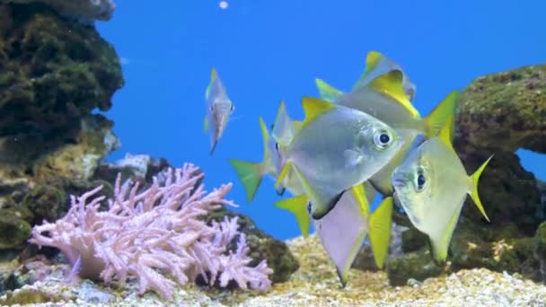 Acuario de peces. Hermosos peces nadando en un acuario en el acuario. Un acuario colorido lleno de piedras de karalas y algas. Arrecife hermoso pez cautivo — Vídeos de Stock