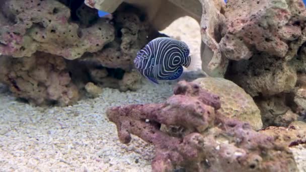 Fischaquarium. Schöne Fische schwimmen in einem Aquarium im Aquarium. Ein buntes Aquarium, gefüllt mit Steinen aus Karalas und Algen. Schöne Fische in Gefangenschaft — Stockvideo
