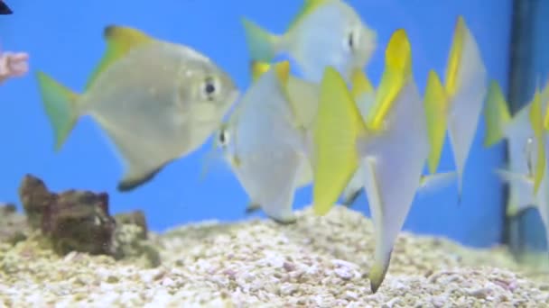 Ενυδρείο ψαριών. Όμορφα ψάρια που κολυμπούν σε ενυδρείο στο ενυδρείο. Ένα πολύχρωμο ενυδρείο γεμάτο με πέτρες από καράλα και φύκια. Ύφαλος όμορφο αιχμάλωτο ψάρι — Αρχείο Βίντεο