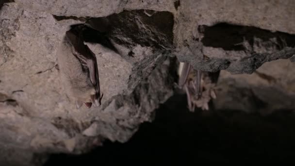 Speleologické průzkumy v hluboké jeskyni. Na stropě jeskyně spí skupina malých hnědých netopýrů. Divocí netopýři v přírodním prostředí 4k