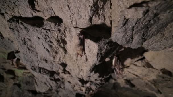 Estudios espeleológicos en una cueva profunda. Un grupo de pequeños murciélagos marrones están durmiendo en el techo de la cueva. Murciélagos salvajes en el entorno natural 4k — Vídeos de Stock
