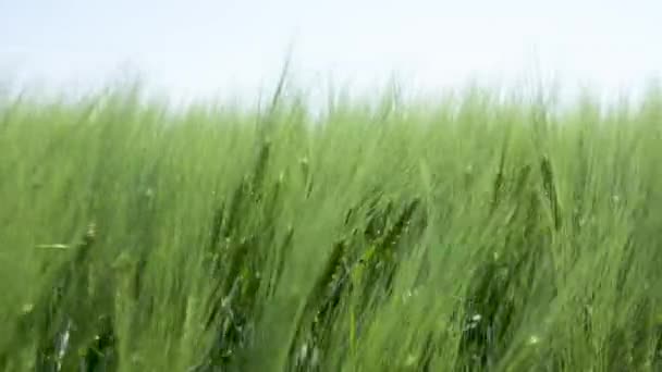 Close-up Veld van prachtige lenterogge en groene tarwe close-up voor de groene industrie. gras zwaait in de wind 4k — Stockvideo