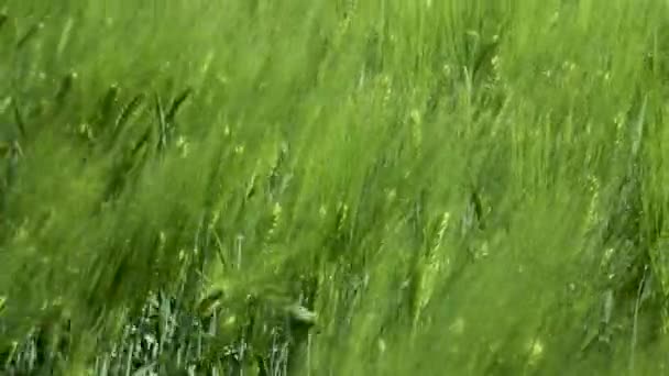 Primo piano Campo di bella segale primaverile e primo piano di grano verde per l'industria verde. erba ondeggia nel vento 4k — Video Stock