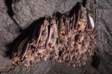 Bazı vahşi yarasalar taş bir mağaranın tavanında asılı bir rüyada. Kuzey Kafkasya 'da küçük yarasalar