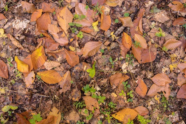 A sárga őszi tölgyfalevelek elvont háttere a földön fekszik. Puha fókuszálás igazi erdőben. Származási lombozat — Stock Fotó