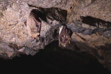 A wild three bats hangs in a dream on the ceiling of a stone cave. Little bats in the North Caucasus clipart