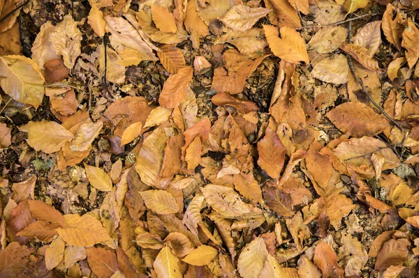 Der abstrakte Hintergrund gelber Herbsteichenblätter liegt zusammengerollt auf dem Boden. Weicher Fokus echter Wald. Lebensraum Laub — Stockfoto